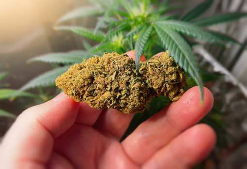 10 Best Marijuana Dispensaries in Maryland!